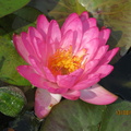 Nymphaea Siam Pink 2