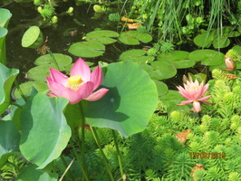 Nelumbo Lavender Lady & Nymphaea Colorado