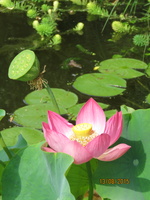 Nelumbo Lavender Lady