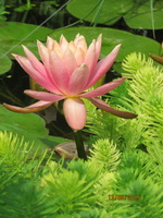 Nymphaea Colorado