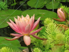 Nymphaea Colorado