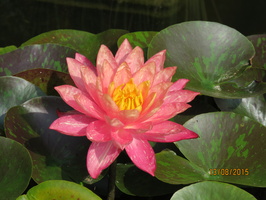 nymphaea wanvisa