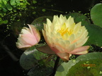 Nymphaea Blushing Bride