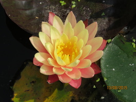 Nymphaea ‛Gregg's Orange Beauty'