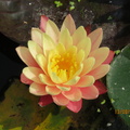 Nymphaea ‛Gregg's Orange Beauty'