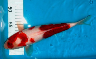 2012 08 Sakazume - ai goromo tosai 29cm 150€