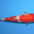 Kohaku  Okhawa 23cm  2015 07 23.JPG