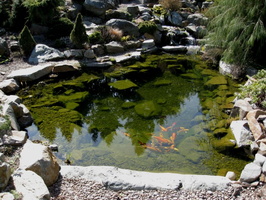 14 Flickr - brewbooks - Koi Pond 1