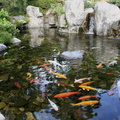 12 koi pond-ideas4