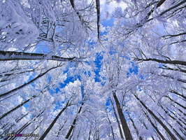 ; Beautiful-snowy-tree-photo