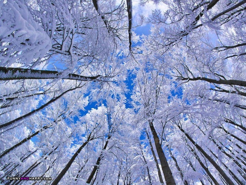 ; Beautiful-snowy-tree-photo.jpg