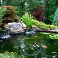 Koi-Pond-and-Award-Winning-Landscape-21-e1382058886786