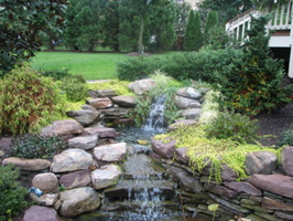 Lily Pond Water fall Fairfax