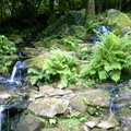 med-petite-chute-d-eau-fougeres-et-exposition-ombragee-visoflora-29452