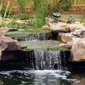 raleigh%20koi%20pond full