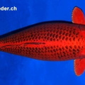 kin-matsuba--70cm-44m-show-grade-9 877
