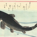 carpe-hiroshige-jpg