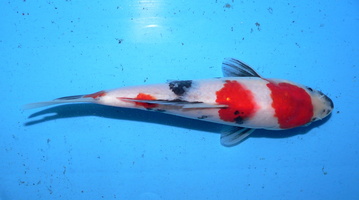 ; 2016 04 08  Kindaï Showa - Sakaï Fish Farm - 21cm (1)