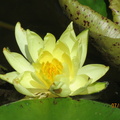 Nymphaea Joe Tomocick