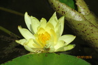 Nymphaea Joe Tomocick