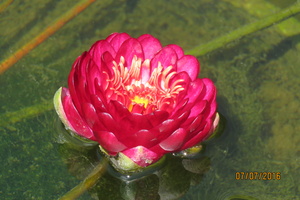 Nymphaea Manee Red