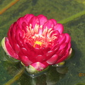 Nymphaea Manee Red