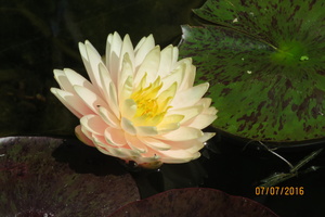 Nymphaea Blushing Bride