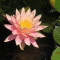 Nymphaea Sunny Pink