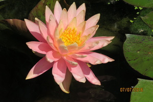 Nymphaea Sunny Pink