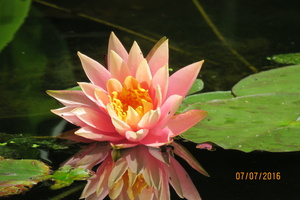 Nymphaea Colorado