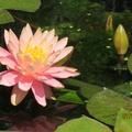 Nymphaea Sunny Pink