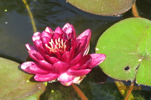 Nymphaea Almost Black