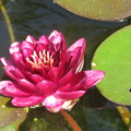 Nymphaea Almost Black