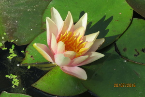 Nymphaea Little Sue