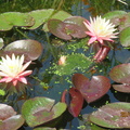 Nymphaea Greg Orange Beauty