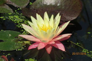 Nymphaea Greg Orange Beauty