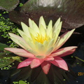 Nymphaea Greg Orange Beauty