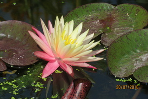 Nymphaea Greg Orange Beauty