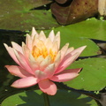 Nymphaea Colorado