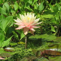 Nymphaea Sunny Pink