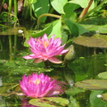 Nymphaea Siam Purple 1