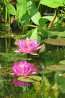 Nymphaea Siam Purple 1