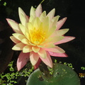 Nymphaea Greg Orange Beauty