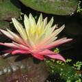 Nymphaea Greg Orange Beauty