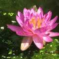 Nymphaea Siam Purple 1