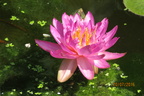 Nymphaea Siam Purple 1