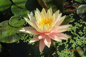 Nymphaea Sunny Pink