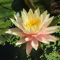 Nymphaea Sunny Pink