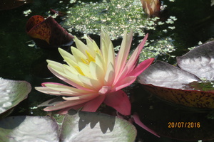 Nymphaea Greg Orange Beauty