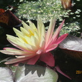 Nymphaea Greg Orange Beauty